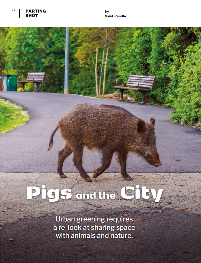 Pigs in the City