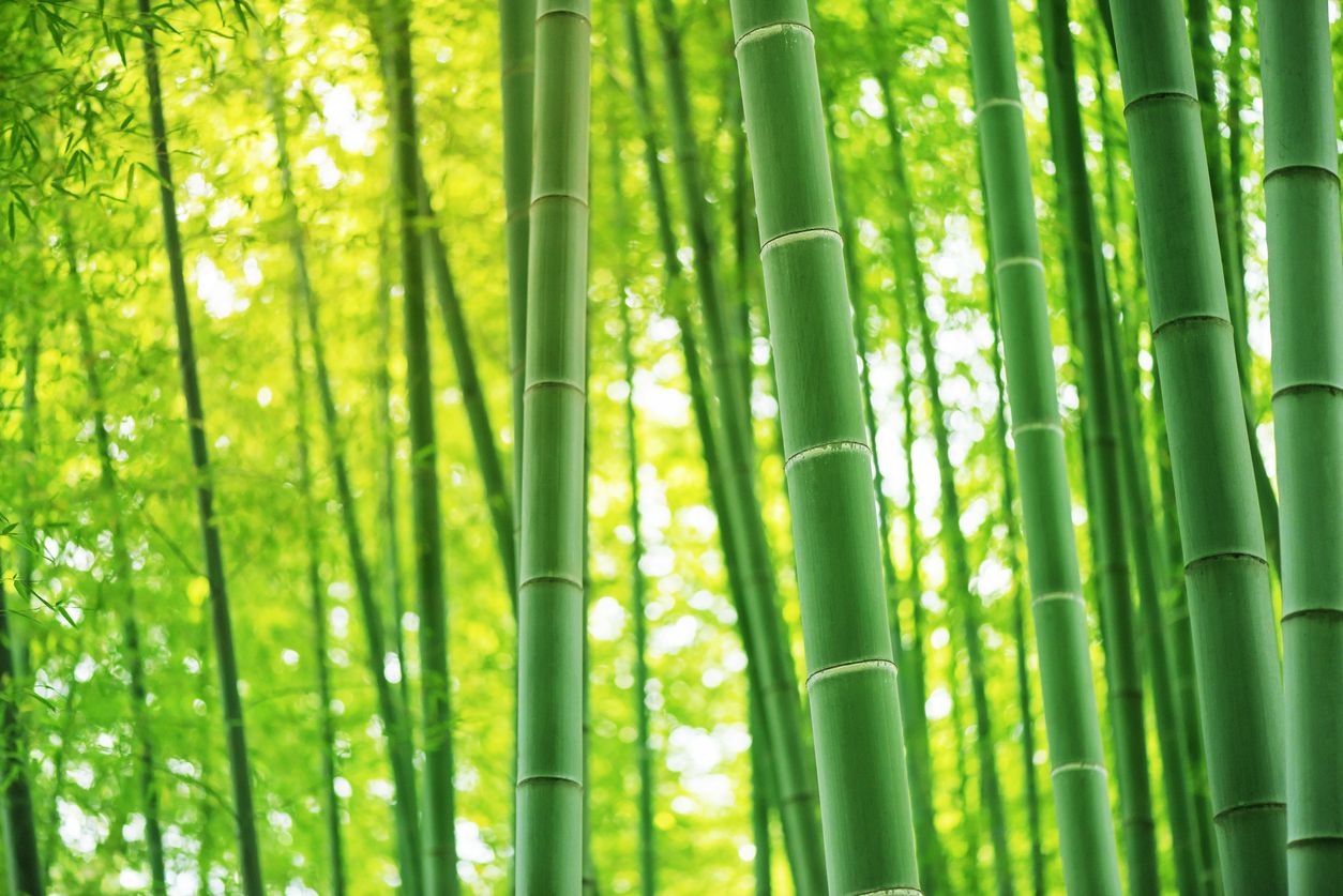 God’s will, The Matrix, and the Chinese bamboo tree God’s will, The Matrix, and the Chinese bamboo tree