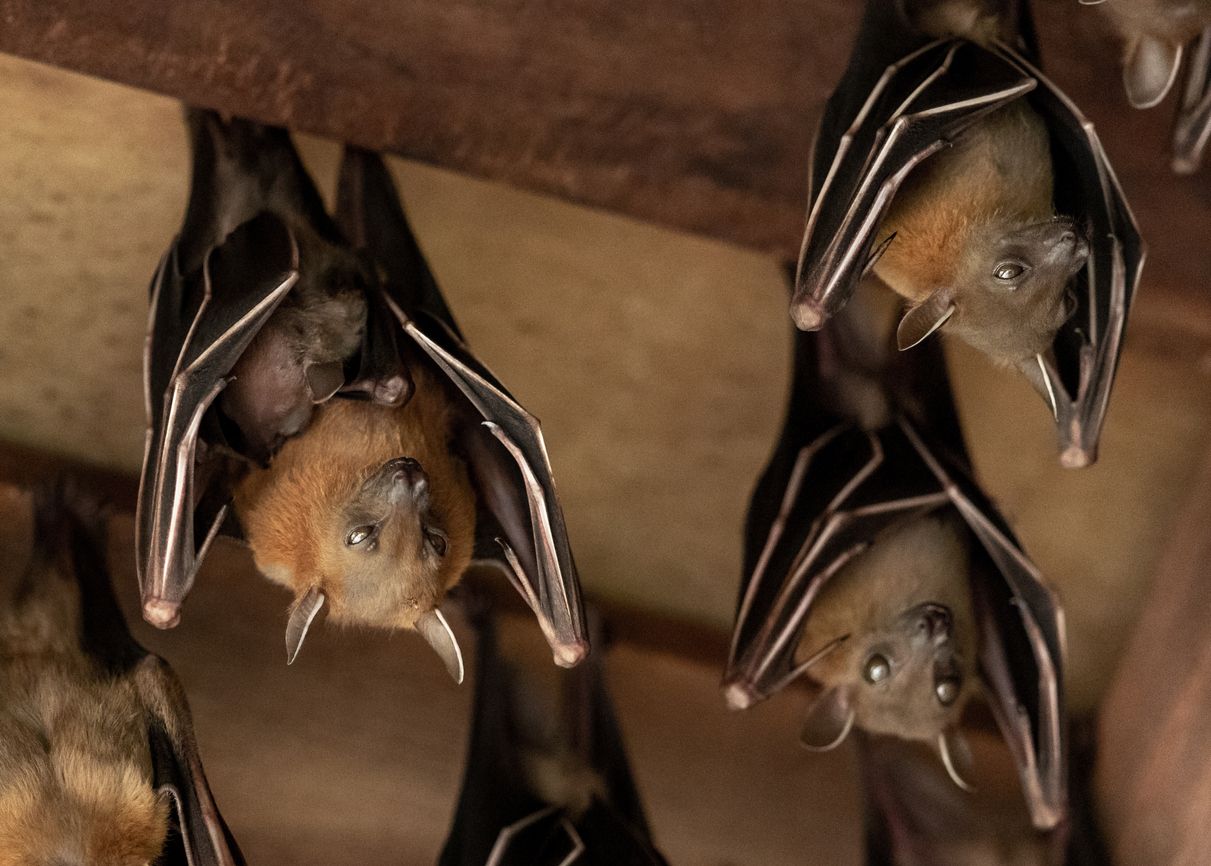 Learning from the bats: Cooperation a fundamental sustainability principle