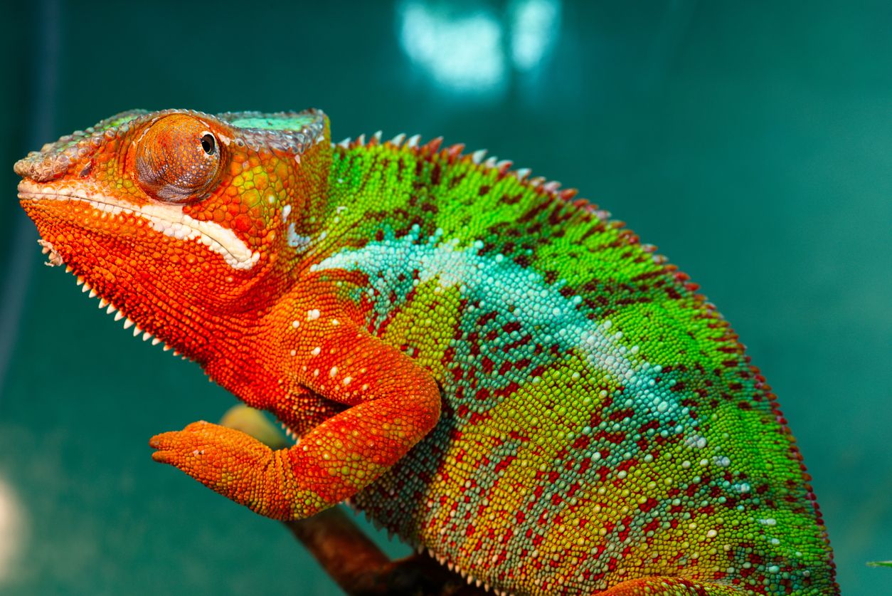 Why the workplace chameleon is a paradox for diversity and inclusion